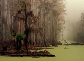 Болота Манчак в Луїзіані