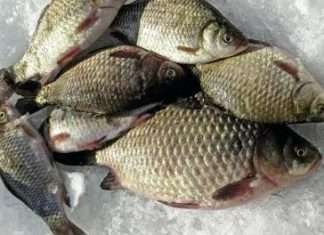 Особливості зимової риболовлі