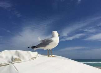 Відпочинок у Маямі, США: поради, пляжі, що подивитися, куди сходити