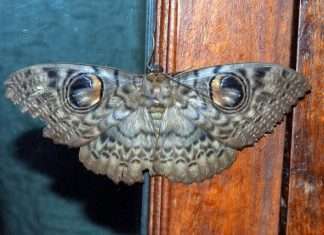 Життя в Таїланді. Відгук (Все описане нижче — правда)