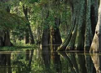 Болото Manchac в Новому Орлеані, США