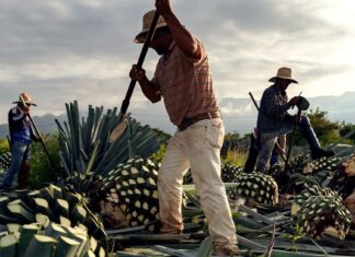 Гвадалахара: гаряча точка для подорожей у 2026 році, підживлена спортом, культурою та доступністю