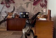 Tour d’horizon de l’aviation et des voyages : des bandits de buffet aux échecs réglementaires