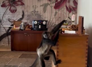 Дайджест авіації та подорожей: від «штурму» шведського столу до провалів у регулюванні