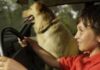 How to Keep Your Pet Calm on a Family Road Trip
