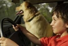 How to Keep Your Pet Calm on a Family Road Trip