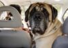 Come viaggiare in sicurezza con gli animali domestici: attrezzatura essenziale per l’auto e consigli per la sicurezza