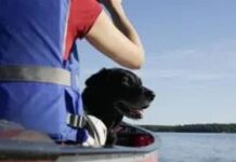 Як літати з вихованцем: помилка у термінах візиту до ветеринара