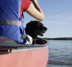 Як літати з вихованцем: помилка у термінах візиту до ветеринара