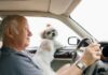 Driving With Dogs: Why Lap Pets Are a Legal and Safety Liability