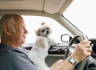 Fahren mit Hunden: Warum Schoßhaustiere eine rechtliche und sicherheitsrelevante Haftung darstellen