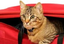 Подорож на автомобілі з вихованцями: essentials для гідратації та комфорту в довгих поїздках