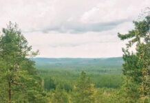 Чому скляний завод та ліси Смоланда — найкращий секрет Швеції